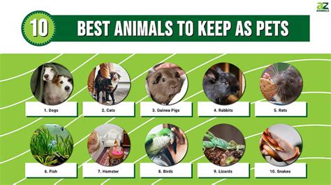 5 Best Pet